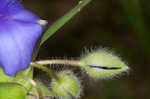 Hairyflower spiderwort